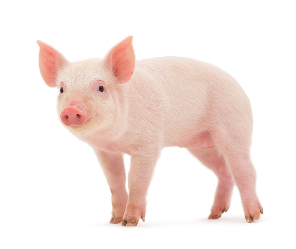 Pink piglet in front of a white background